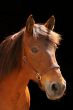 Bay mare