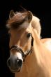 Norwegian fjord horse