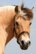 Curious fjord horse