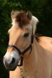 Fjord horse