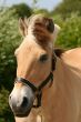 horse portrait