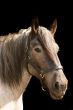 Horse portrait