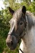 Black headed horse