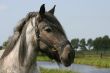 Rural scenery with horse