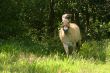 Fjord horse in gallop