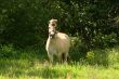 Beautiful horse