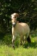 Galloping horse