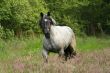 Horse in gallop