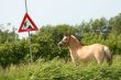 Horse and traffic sign
