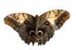 Brown butterfly