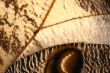 Butterfly wing pattern