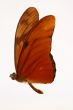 Orange butterfly