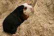 A guinee pig