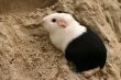 Cavy on a hill
