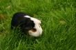 Pet on a grass background