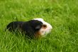 Cute little pet