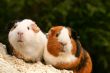 Two guinea pigs