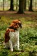 Kooijker dog in a forest