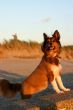 Cute little dog