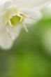 Soft flower