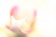 Soft white orchid