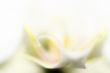 Orchid in highkey