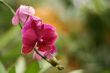 Pink orchid