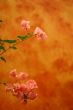 Orange flowery background
