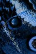 blue butterfly wing