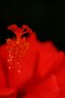 Red on black