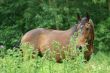Hiding horse