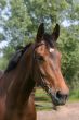 Brown horse