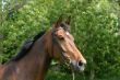 Bay mare portrait