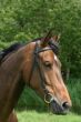 Bay horse