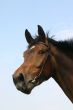 Neighing horse