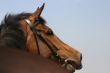 Calling horse