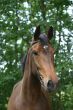 Bay horse