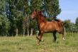 Running horse