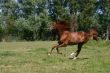 Arabian horse