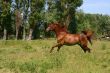 Galoping horse