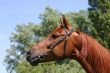 Chestnut Arabian
