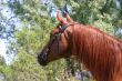 Arabian horse