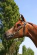 Arabian chestnut