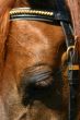 Horse looking down