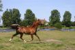 Arabian horse trot