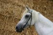 Arabian horse portrait
