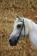 Grey horse against straw