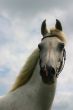 Cloudy sky, white arabian