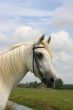 Friendly arabian horse