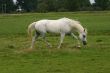 Friendly arabian horse